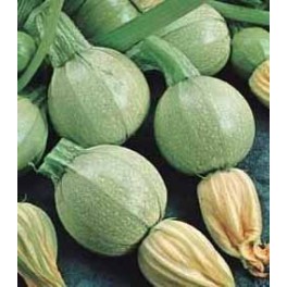 Semi di Zucchino "Tondo Chiaro di Nizza"