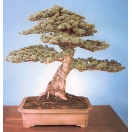 Semi di Cedro Himalayano Semi di Cedro Himalayano