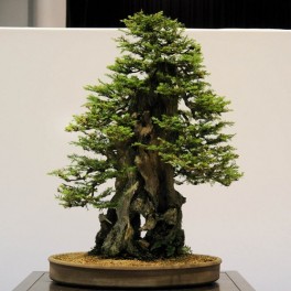Semi di Sequoia gigante