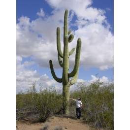 Semi di Saguaro gigante