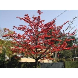 Semi di Albero del Cotone Semi di Albero del Cotone