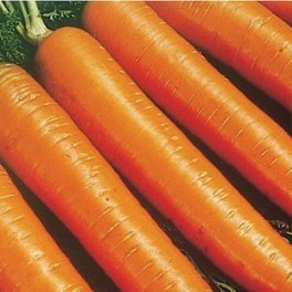Semi di Carota "Berlicum 2"