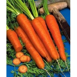 Semi di Carota "Mezza Lunga Nantese 2"
