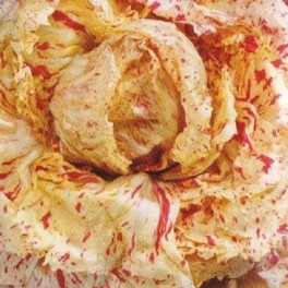 Semi di Cicoria "Variegata di Castelfranco"