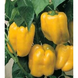 Semi di Peperone "Quadrato d'Asti Giallo"